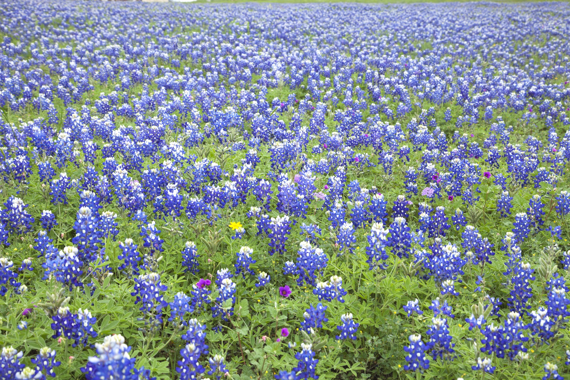 Texas Bluebonnets at Stillwater