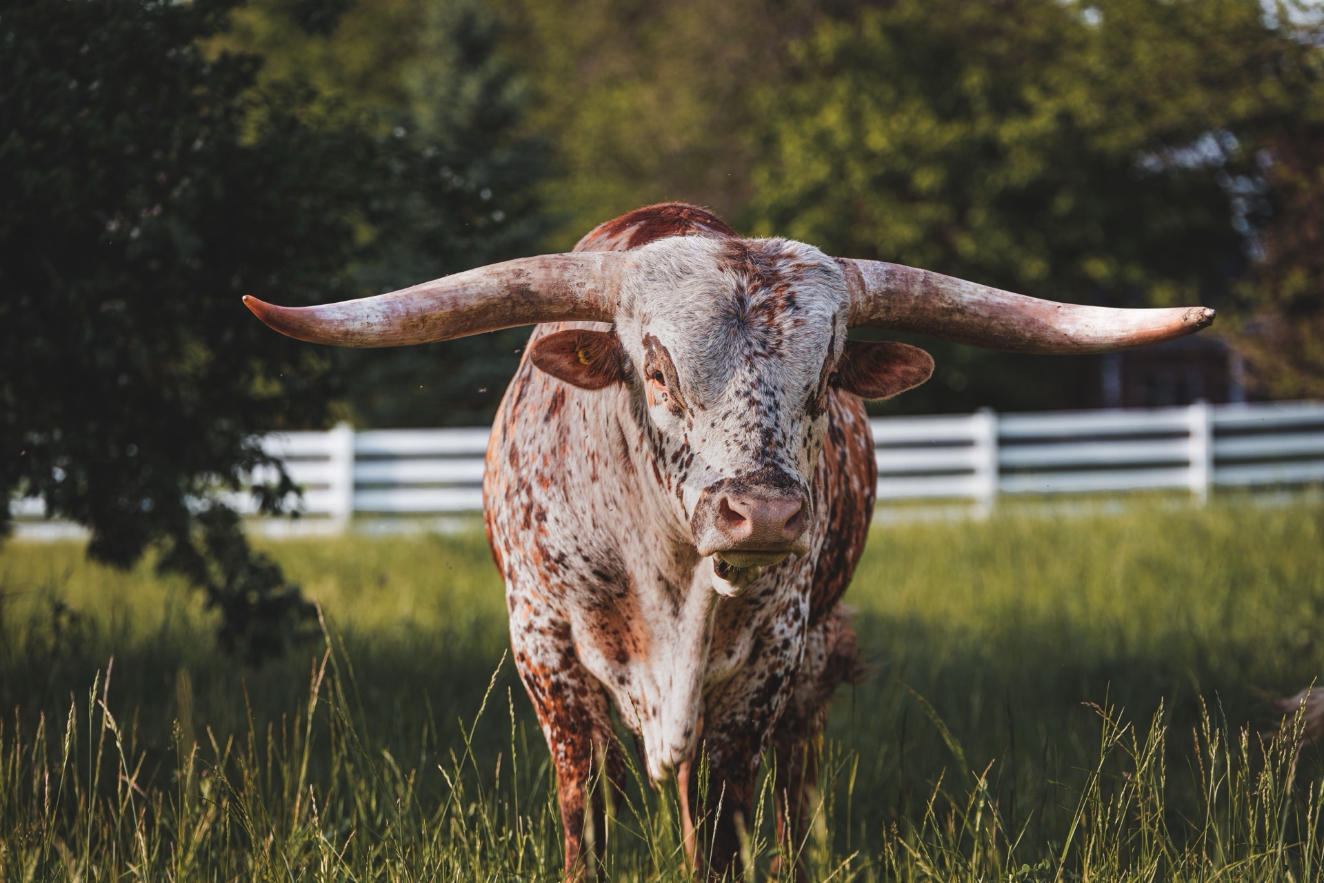 Texas Longhorns at Stillwater